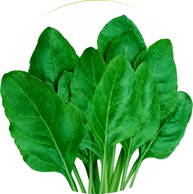 Spinach - Makhan