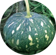 Pumpkin - Victor