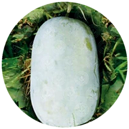 Ashgourd F1 - Laxmi-551