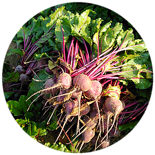 Beetroot F1 - GHS 55