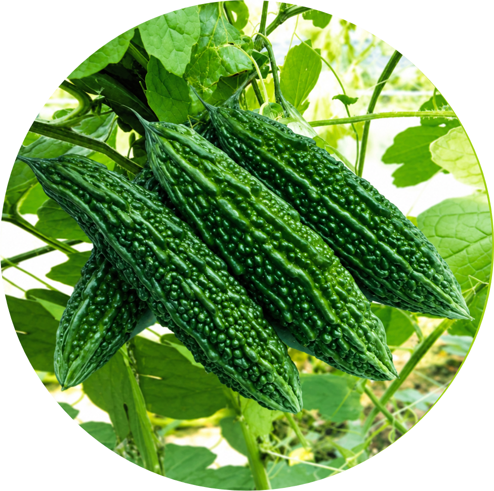 Bitter Gourd F1 - Akruti