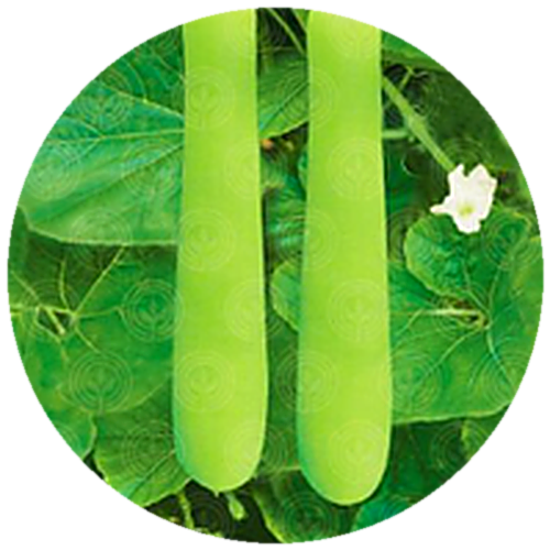 Bottle Gourd F1 - Veer