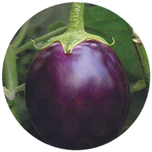 Brinjal F1 - GS-51