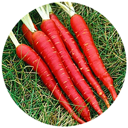 Carrot - Red Jewel