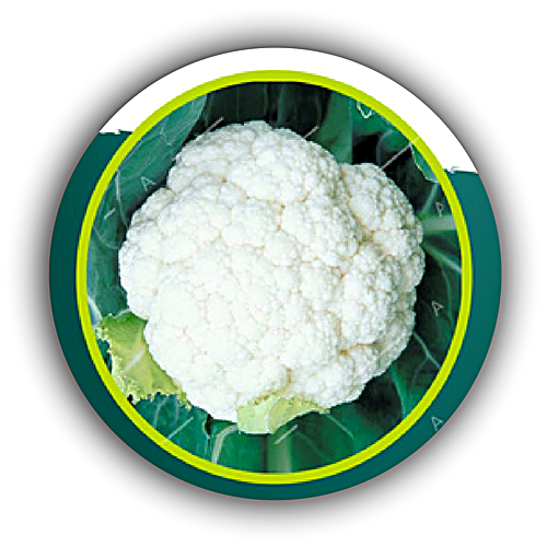 Cauliflower F1 - Jimmy