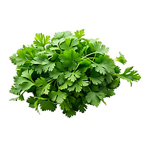 Coriander - Neelam (Slow Bolting)