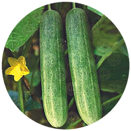 Cucumber F1 - Champ