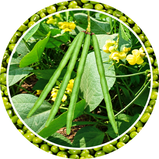 Moong - 888 Gold
