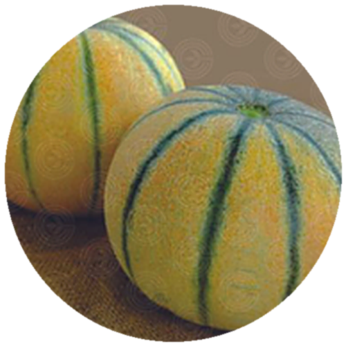 Muskmelon F1 - Madhukiran