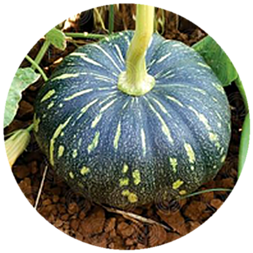 Pumpkin F1 - GS-700