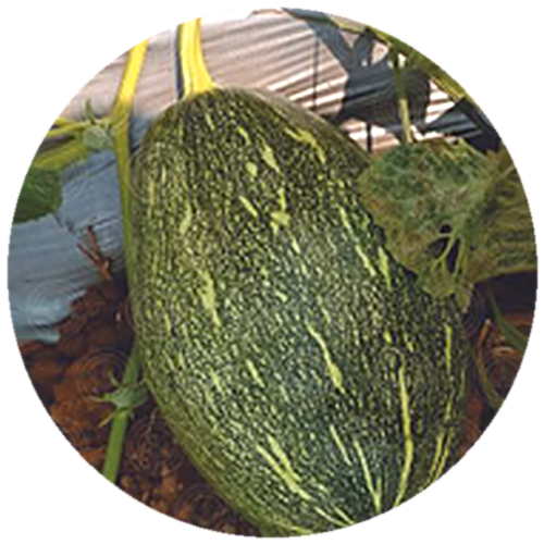 Pumpkin F1 - Sultan-76