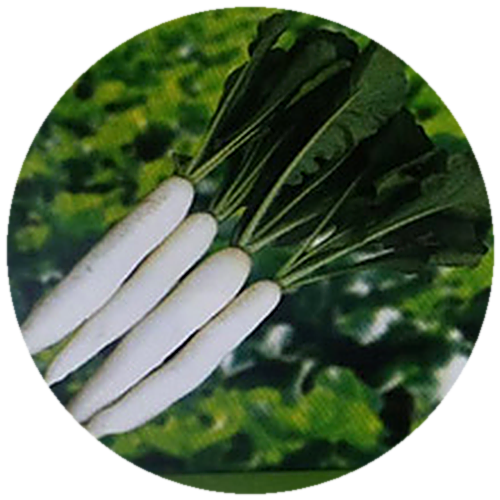 Radish - Damini