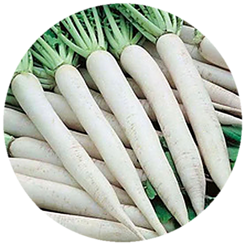 Radish - Hill Queen