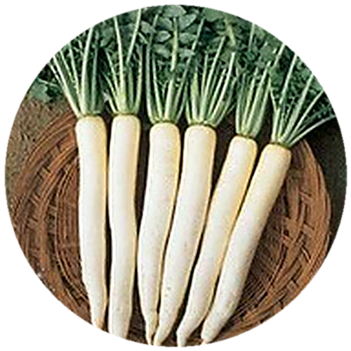 Radish - Varsha Uphaar