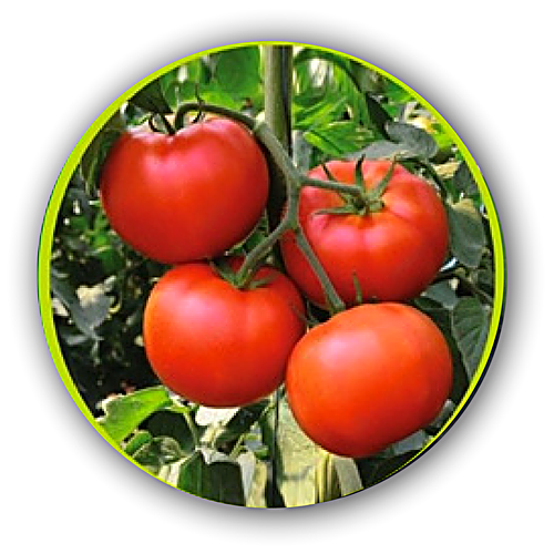 Tomato F1 - Winner