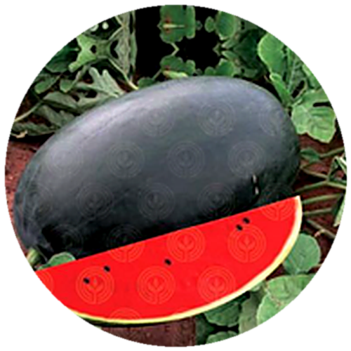 Watermelon (GS-35)